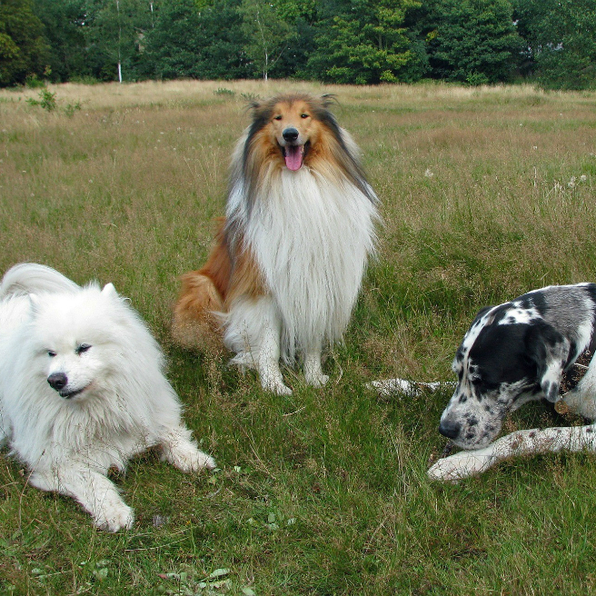 Three dogs of various breeds lying in a grassy field.
