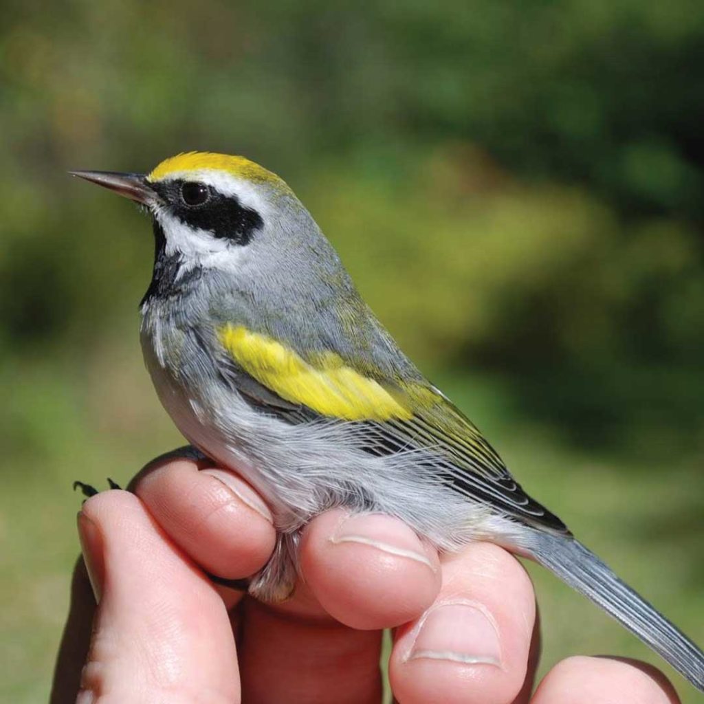 A small bird sits on someone's fingers.
