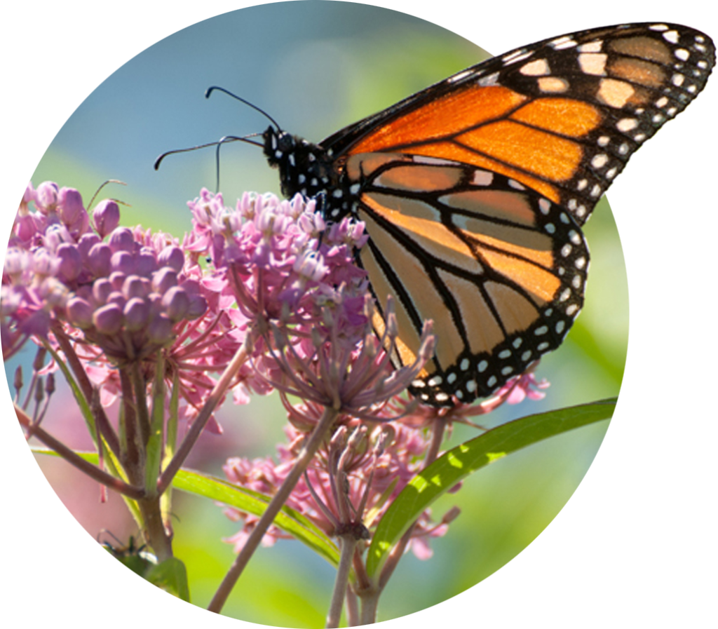 A monarch butterfly sits atop a milkweed flower