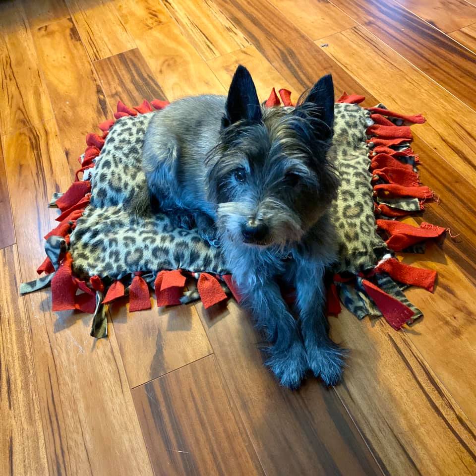 An old cairn terrier sits on a handmade pet bed.