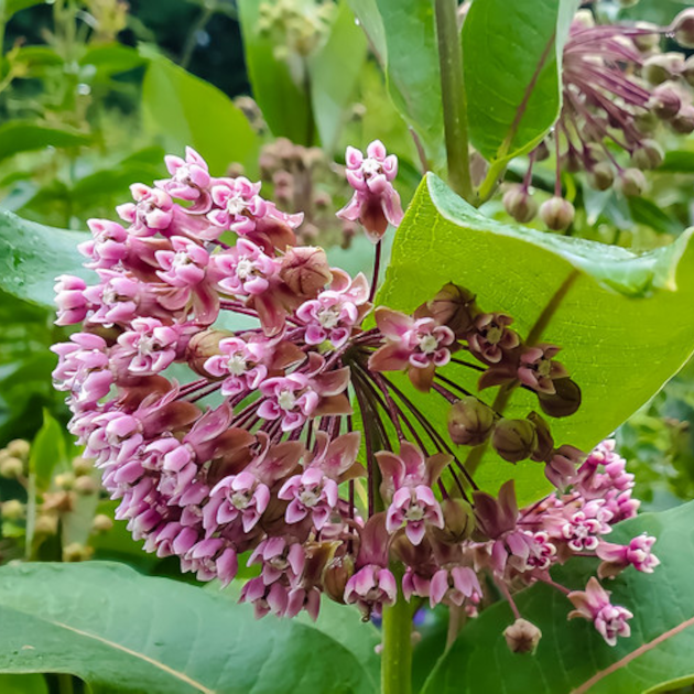 Milkweed