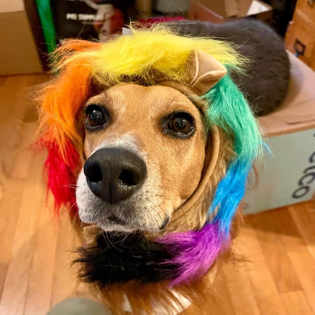 Dog wearing a rainbow lion's mane