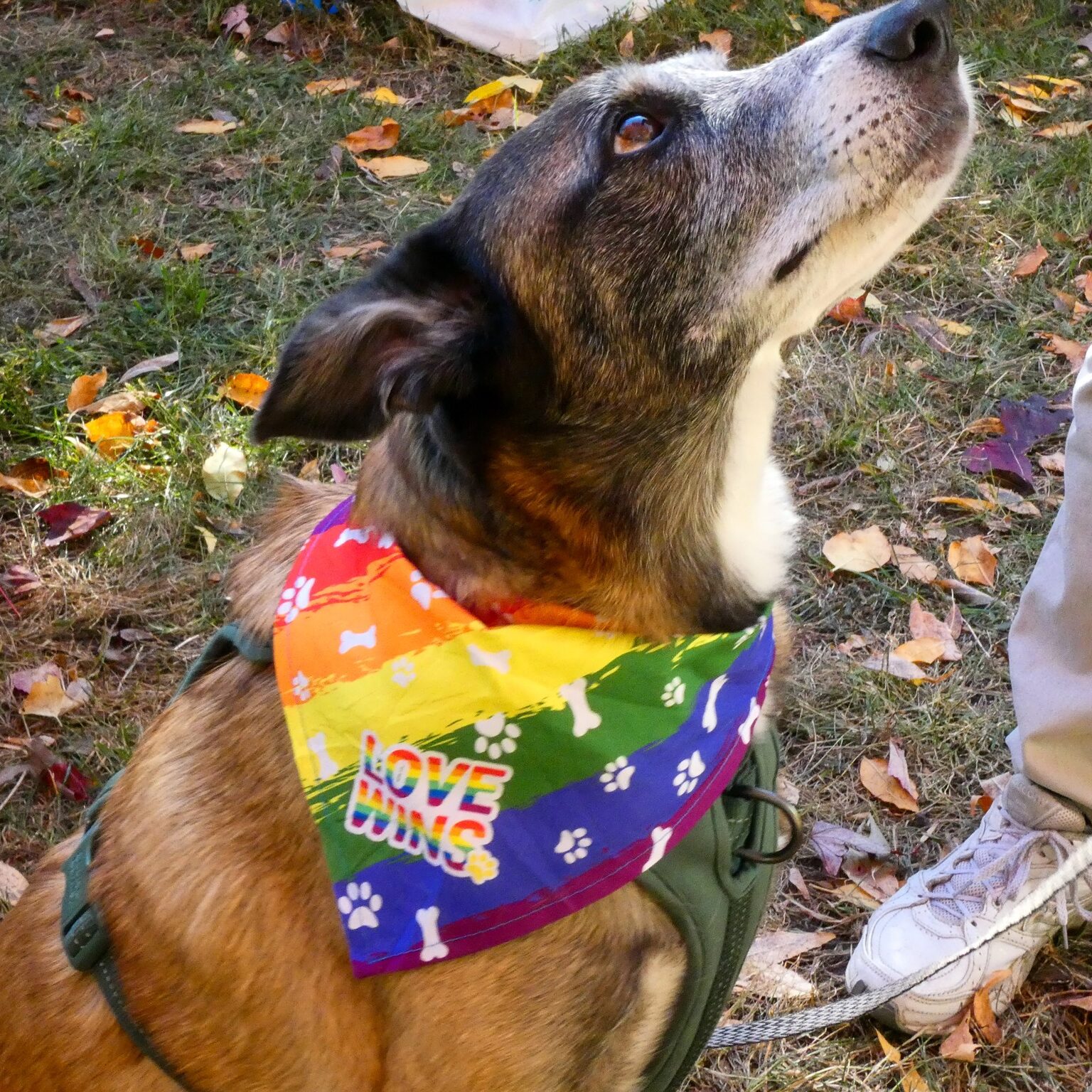 Dog wearing a rainbow neckerchief
