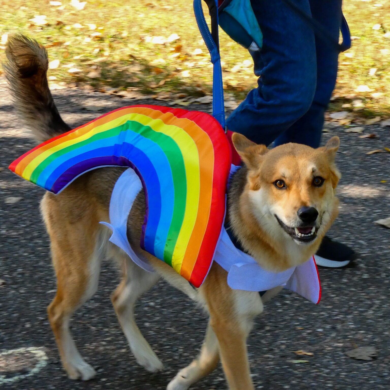 Dog wearing a rainbow costume